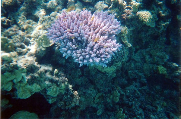 Corals
